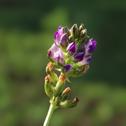 Bu Gu Zhi (Psoralea fruits) plant