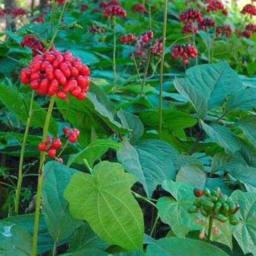 Xi Yang Shen (American ginseng) plant