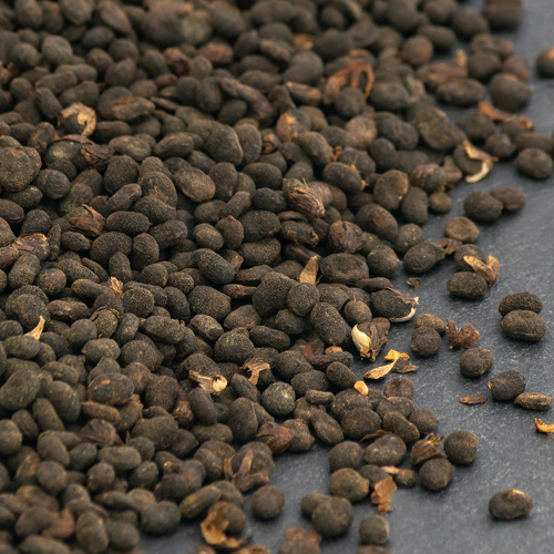 Bu Gu Zhi (Psoralea fruits) as TCM ingredient