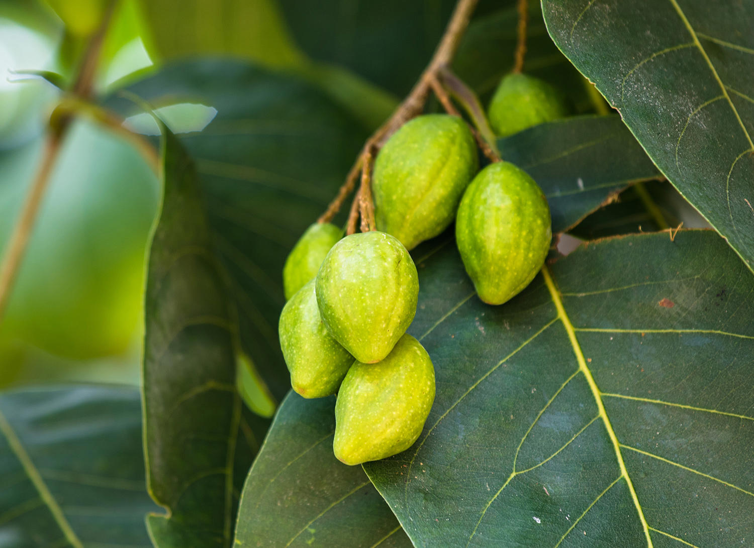 He Zi (Terminalia fruits) plant