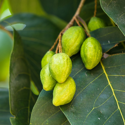 He Zi (Terminalia fruits) plant