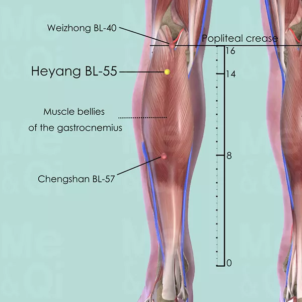 Heyang BL-55 - Muscles view - Acupuncture point on Bladder Channel