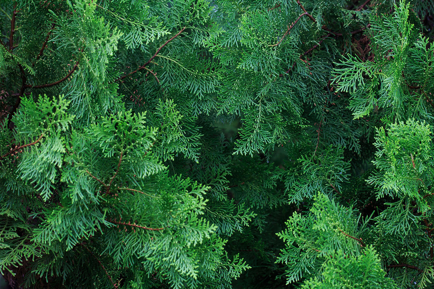Ce Bo Ye (Biota twigs and leaves) plant