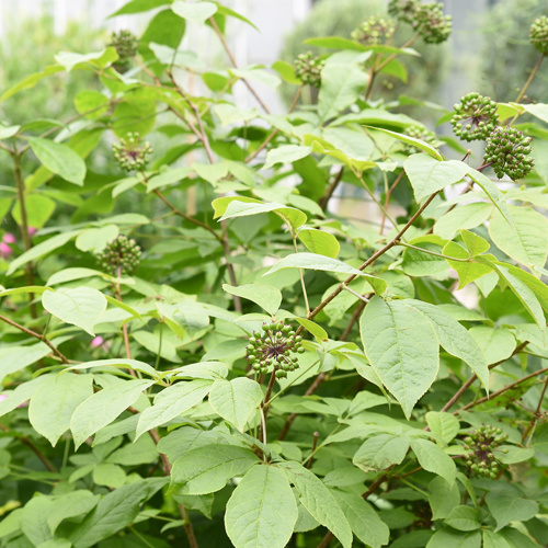Ci Wu Jia (Acanthopanax rhizomes) plant