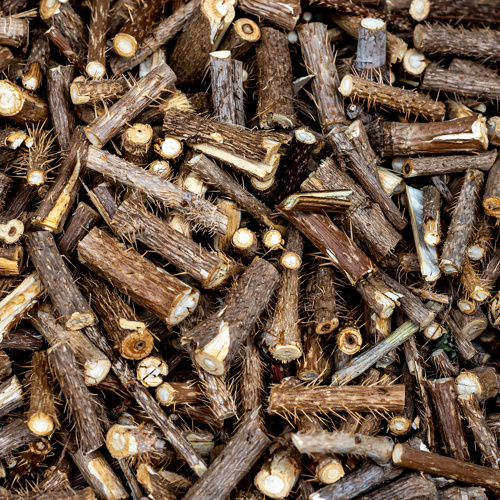 Ci Wu Jia (Acanthopanax rhizomes) as TCM ingredient