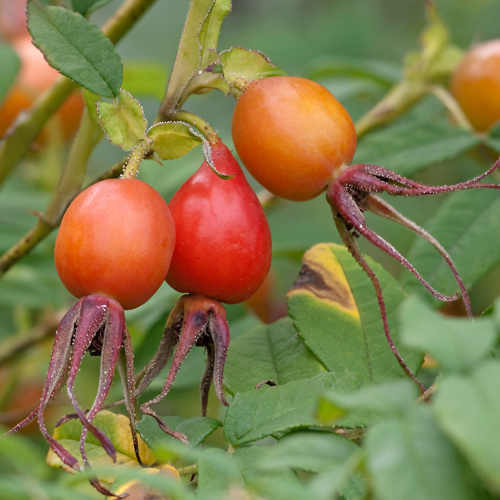 Ci Mei Guo (Amur rose fruits) plant