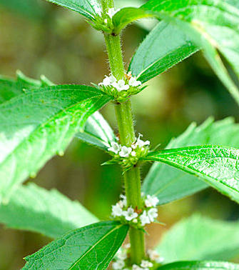Ze Lan (Lycopi rhizomes) plant