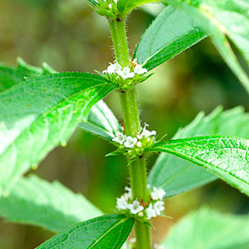 Ze Lan (Lycopi rhizomes) plant