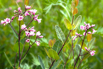 Luo Bu Ma (Dogbane leaves) plant