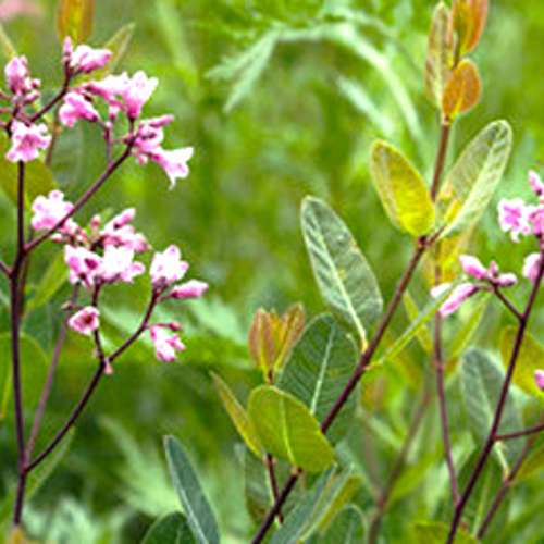 Luo Bu Ma (Dogbane leaves) plant