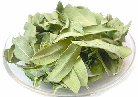 Luo Bu Ma (Dogbane leaves) as TCM ingredient