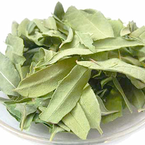 Luo Bu Ma (Dogbane leaves) as TCM ingredient