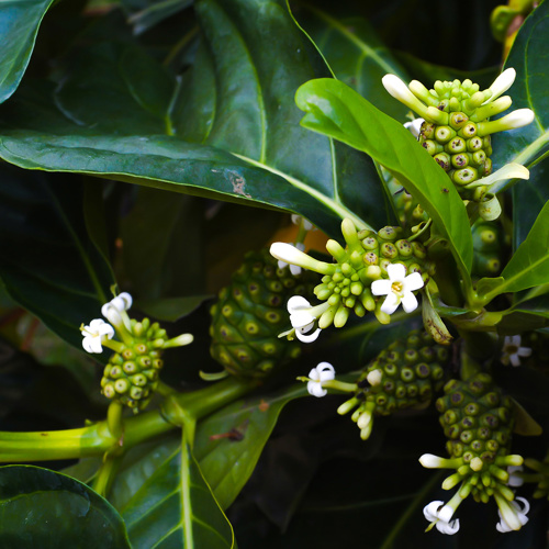 Qian Cao (Indian madder roots) plant