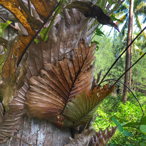 Gu Sui Bu (Drynaria rhizomes) plant