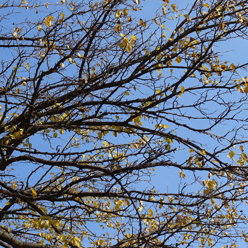 Sang Zhi (Mulberry twigs) plant