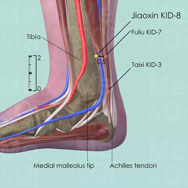 Jiaoxin KID-8 - Muscles view - Acupuncture point on Kidney Channel