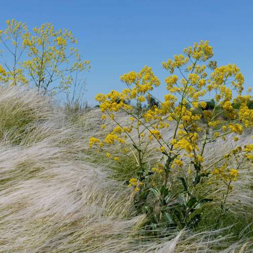 Ban Lan Gen (Woad roots) plant