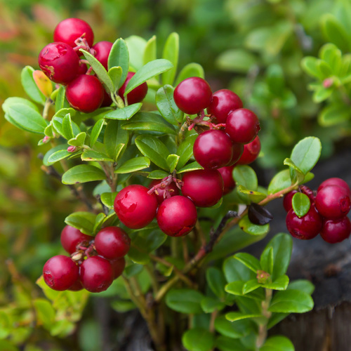 Yue Ju (Lingonberry) plant