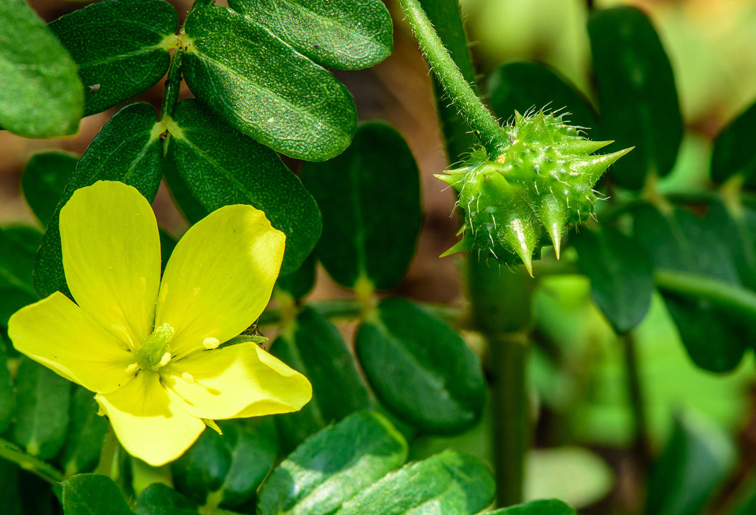 Ji Li (Puncture vine fruits) plant