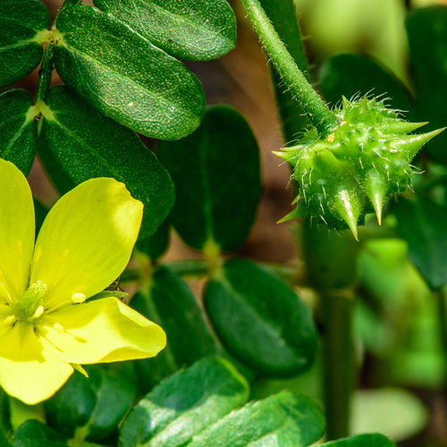 Ji Li (Puncture vine fruits) plant