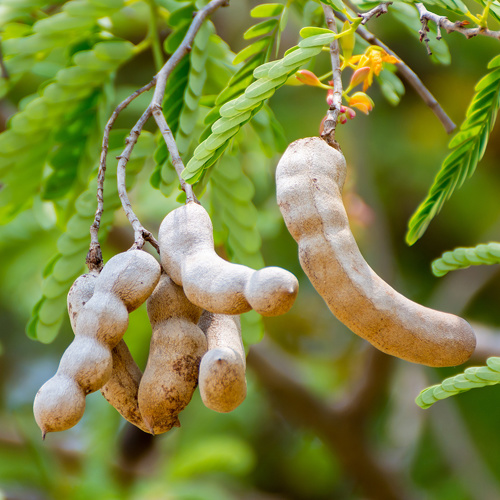 Suan Jiao (Tamarind fruits) plant