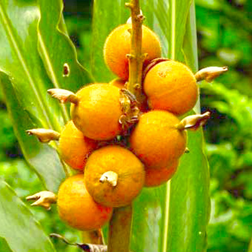 Bai Dou Kou (Cardamon fruits) plant