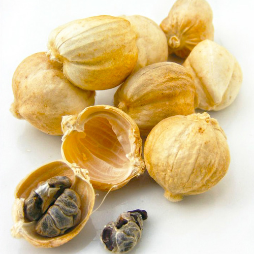 Bai Dou Kou (Cardamon fruits) as TCM ingredient