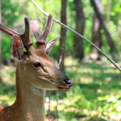 Lu Rong (Pilose antlers) plant