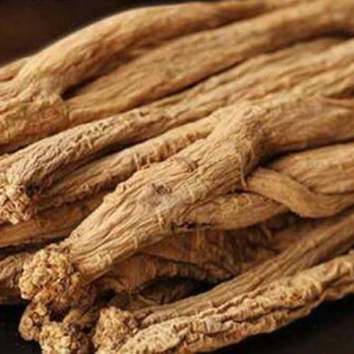 Ban Lan Gen (Woad roots) as TCM ingredient