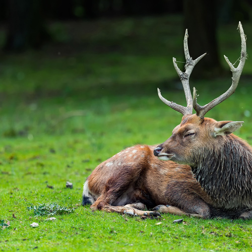 Lu Gu (Deer bones) plant