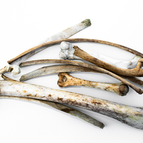 Lu Gu (Deer bones) as TCM ingredient