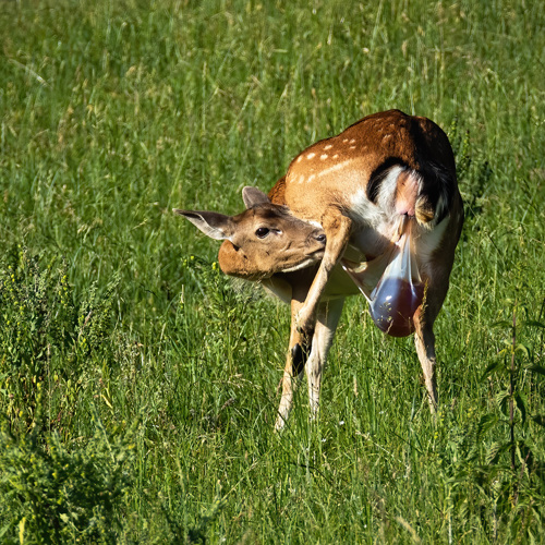 Lu Tai (Deer placentas) plant