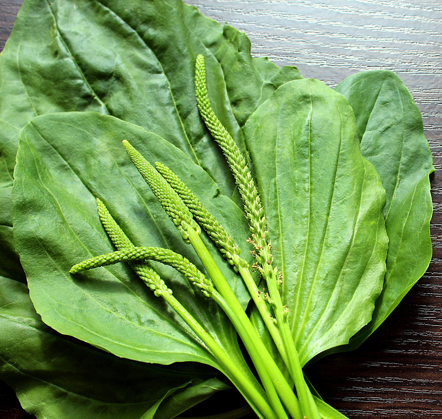 Che Qian Cao (Plantain grass) plant