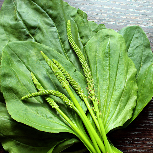 Che Qian Cao (Plantain grass) plant