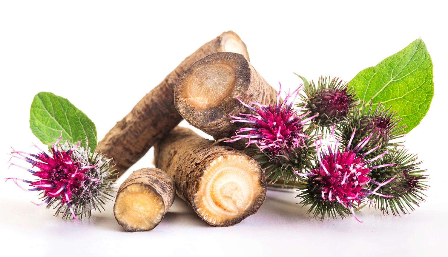 Niu Bang Gen (Greater burdock roots) plant