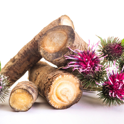 Niu Bang Gen (Greater burdock roots) plant