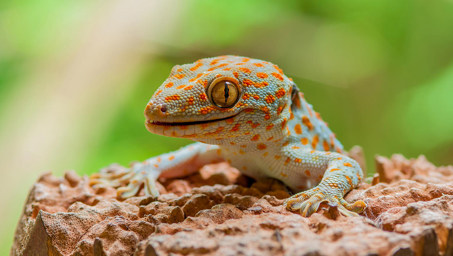 Ge Jie (Tokay geckos) plant