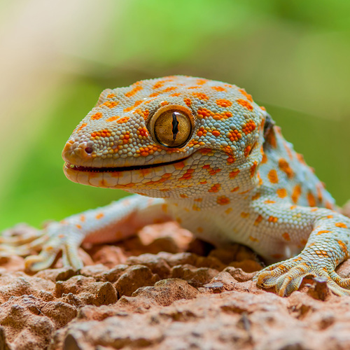 Ge Jie (Tokay geckos) plant