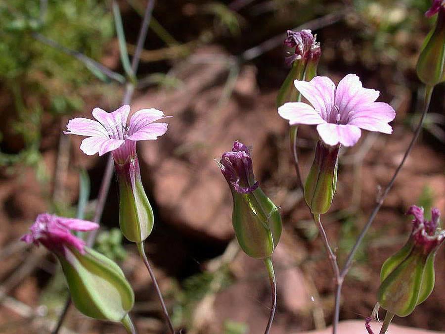 Wang Bu Liu Xing (Vaccaria seeds) plant