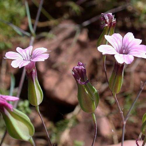 Wang Bu Liu Xing (Vaccaria seeds) plant