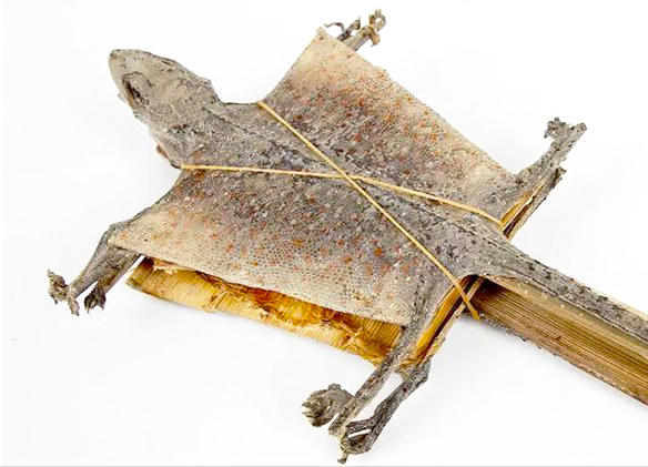 Ge Jie (Tokay geckos) as TCM ingredient