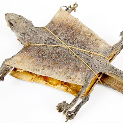 Ge Jie (Tokay geckos) as TCM ingredient