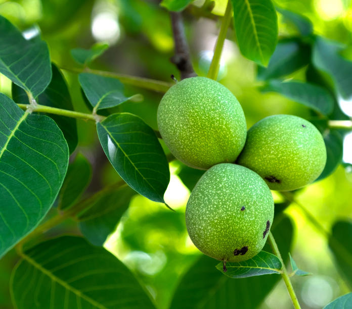 Hu Tao Ren (Walnuts) plant