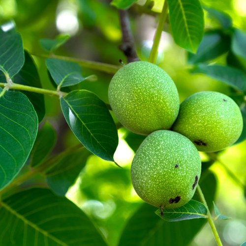 Hu Tao Ren (Walnuts) plant