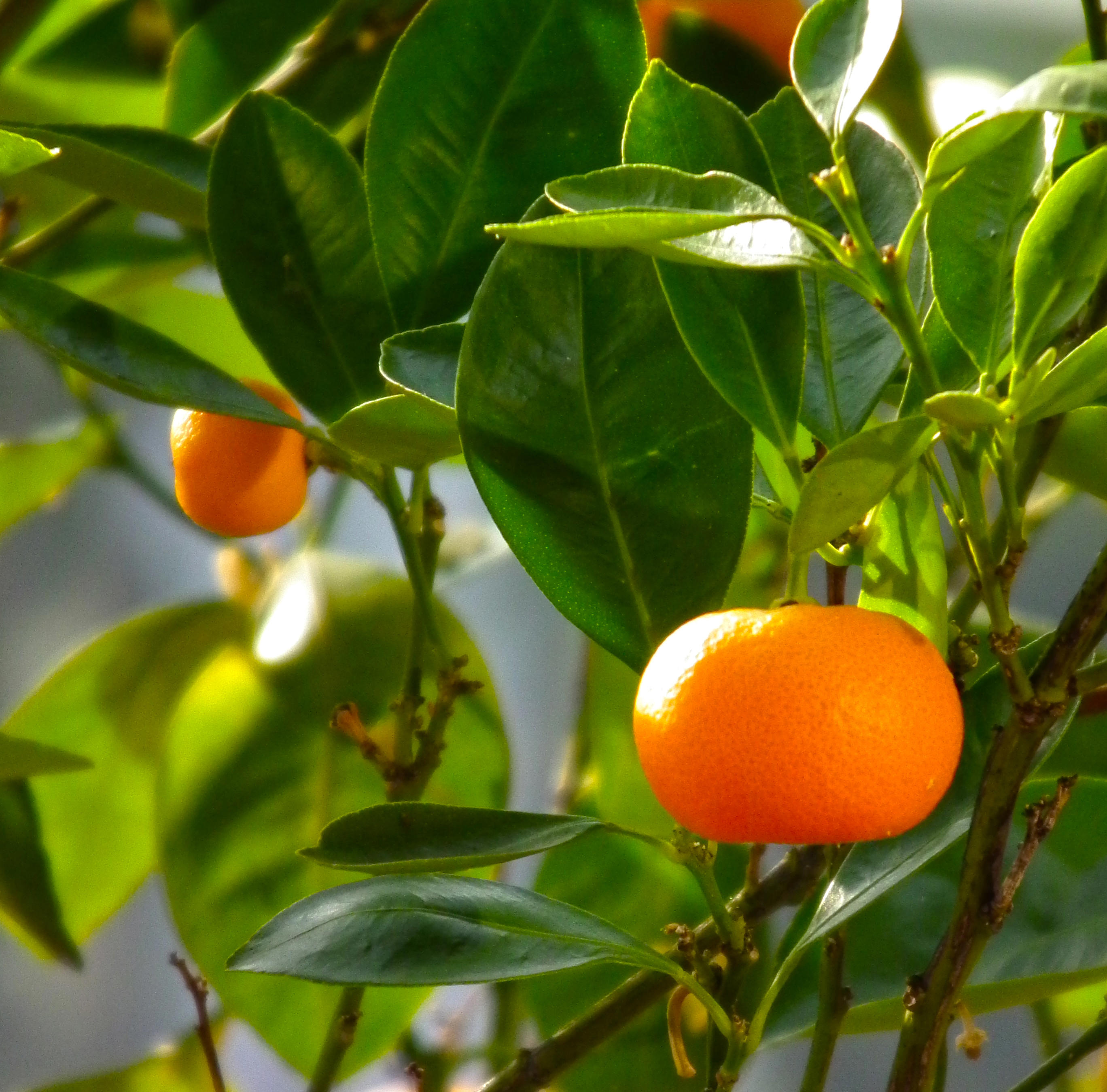 Ju Hong (Red Tangerine Peel) plant