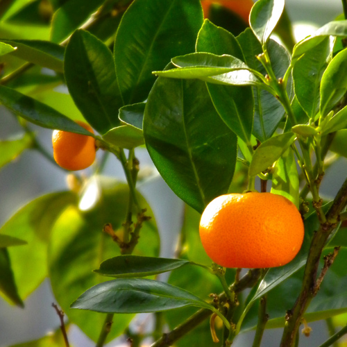 Ju Hong (Red Tangerine Peel) plant