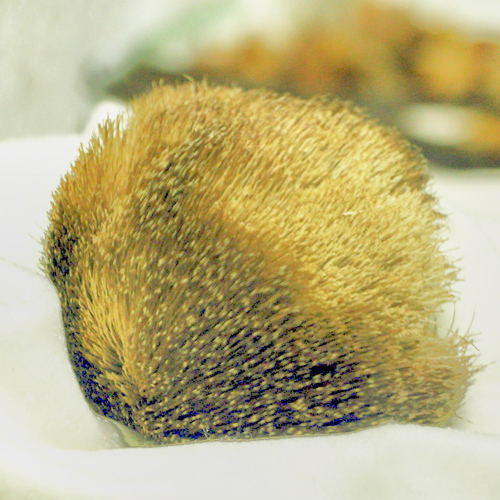 She Xiang (Musk) plant