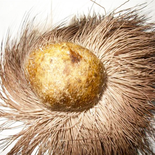 She Xiang (Musk) as TCM ingredient