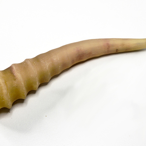 Ling Yang Jiao (Saiga antelope's horns) as TCM ingredient