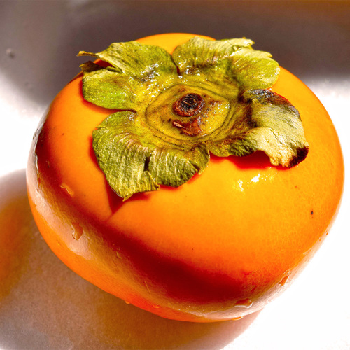 Shi Di (Persimmon calyxes) plant